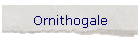 Ornithogale