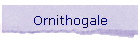 Ornithogale