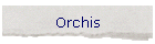 Orchis