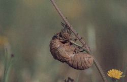 Dans sa carapace