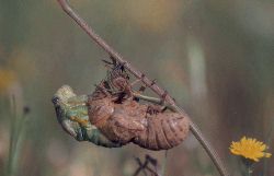 Elle sort de sa carapace